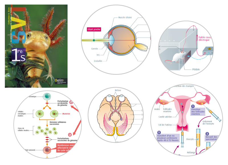 illustration scientifique scolaire