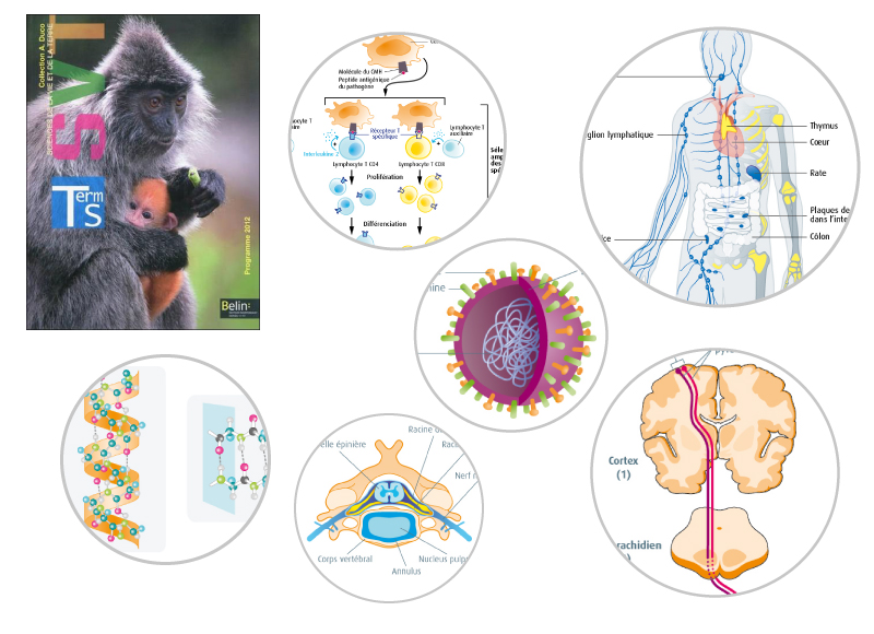 illustration scientifique scolaire