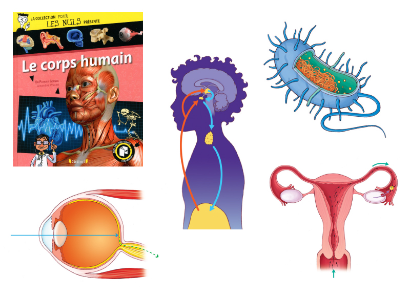 illustration scientifique le corps humain junior