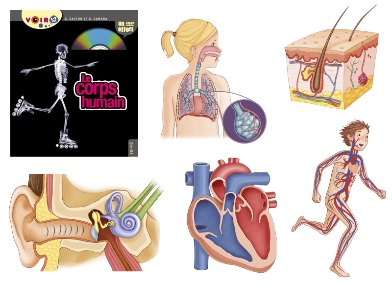 illustration scientifique le corps humain