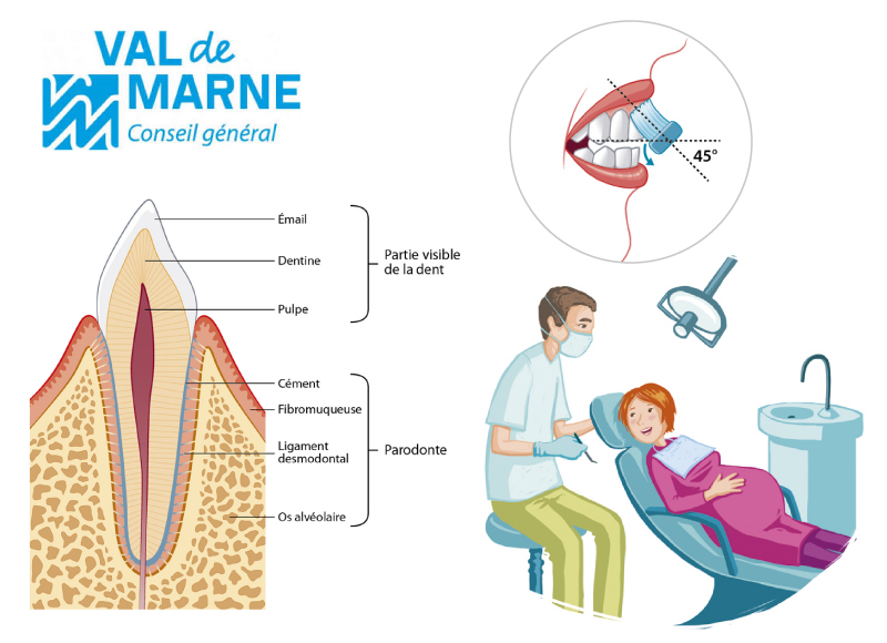 illustration scientifique dentaire