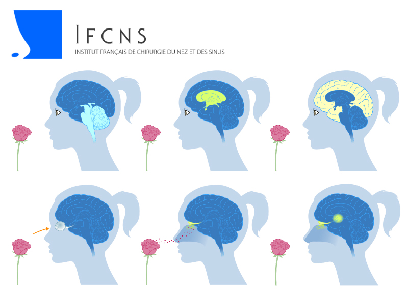 illustration scientifique animation olfaction