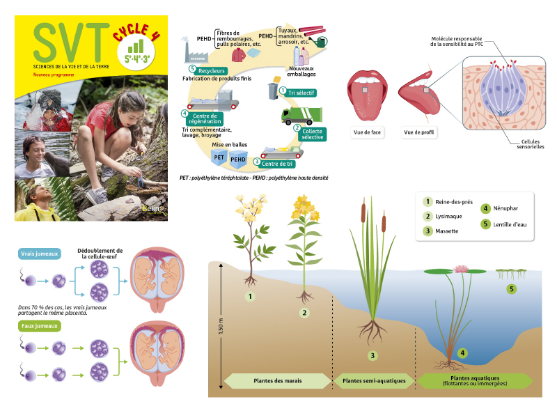 Illustration scientifique manuel scolaire