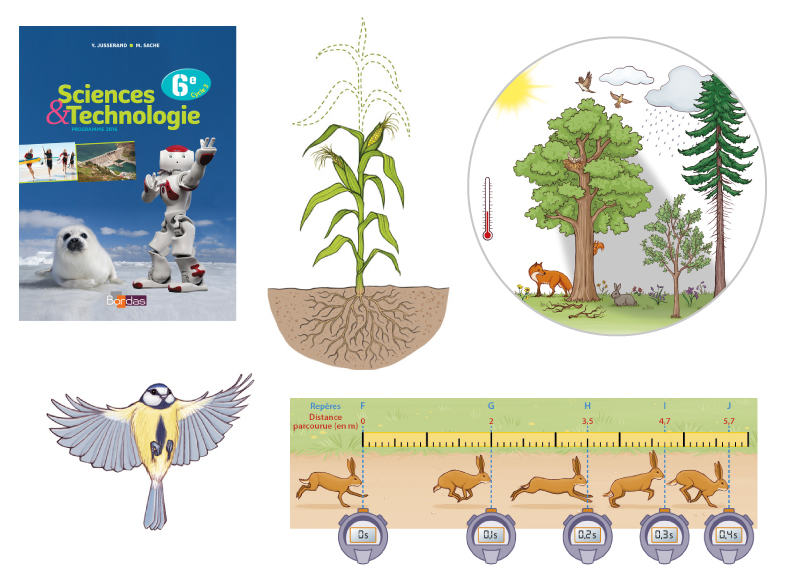 Illustration scientifique manuel scolaire sciences