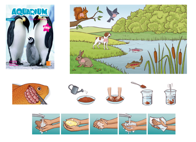 Illustration scientifique manuel scolaire sciences